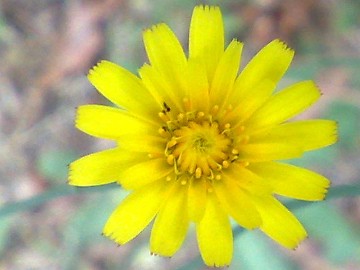 Hypochaeris radicata